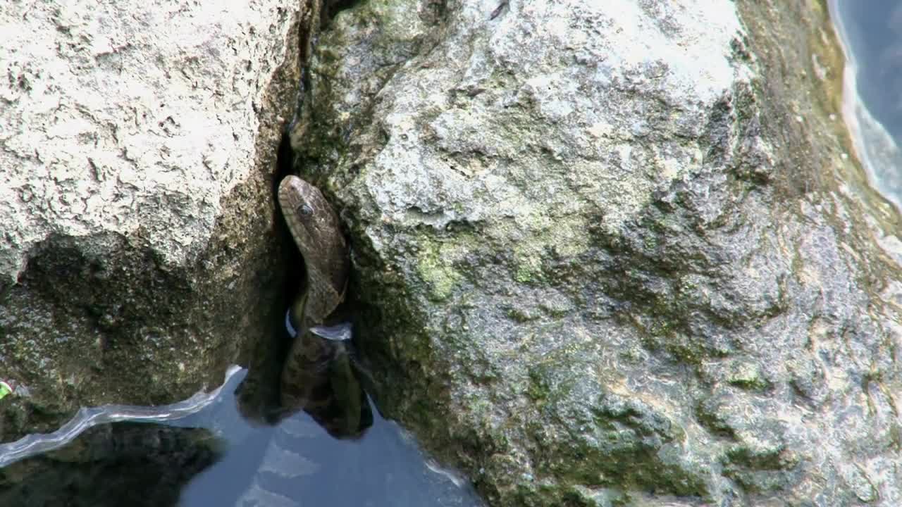 Snake Hiding Between Rocks in Water