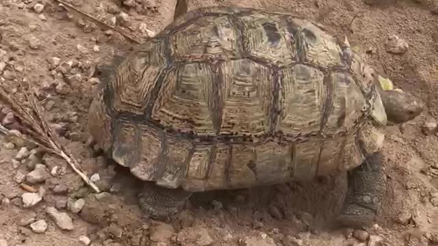 This Tortoise i feed it every day, he is now grown up