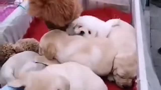 Lovely Dog and funny animals || Lovely dog videos 2021 #Shorts