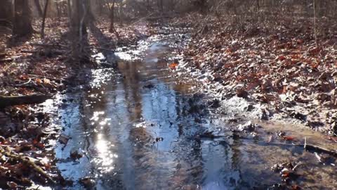 Natural Spring in the Woods