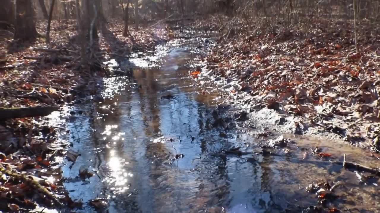 Natural Spring in the Woods