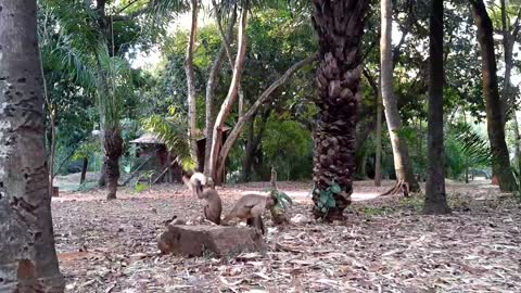 Monkeys eating a tasty coconut