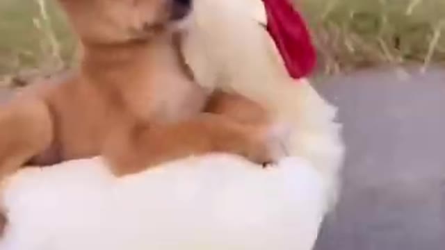 Cutest Labrador Puppies and Funniest