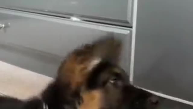 Funny Dogs Videos🦮