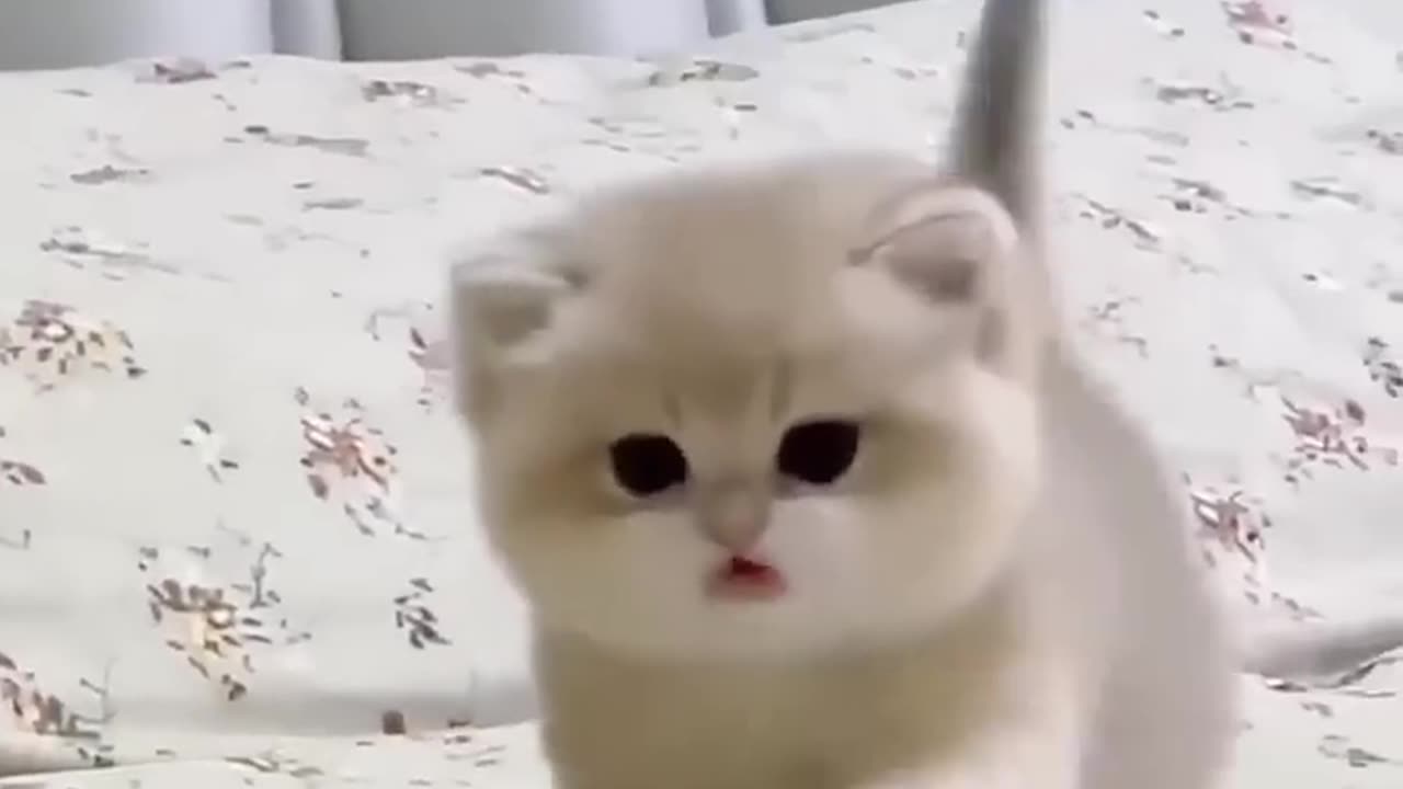 Funny cat video