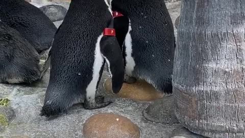 penguin#animallover#wholesome