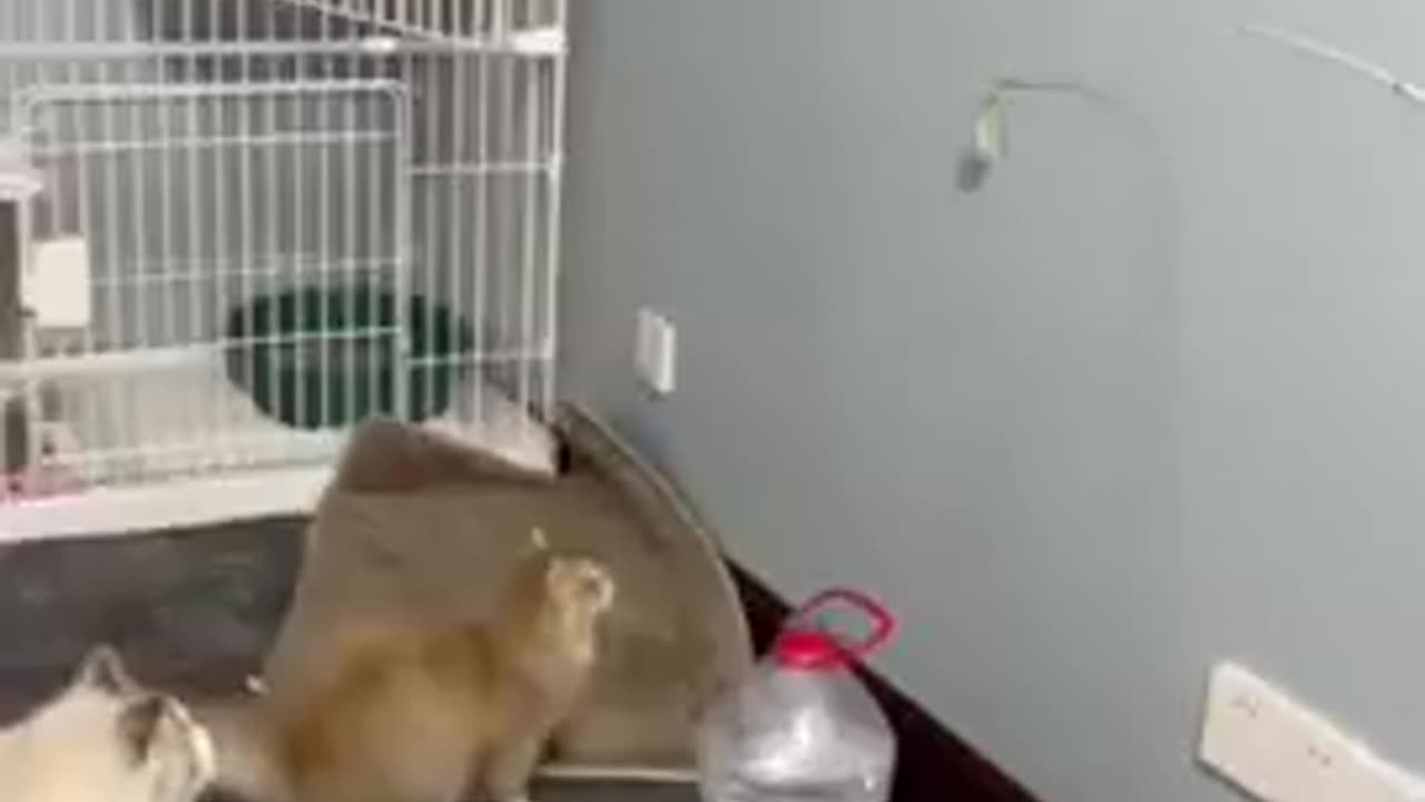 Funniest Cats and Dogs 🐶🐱 | Funny Animal Video part 3