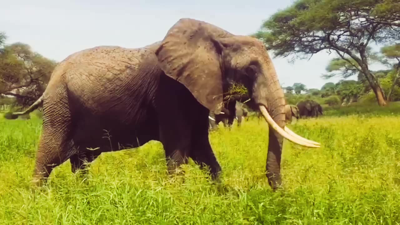 Giant elephant