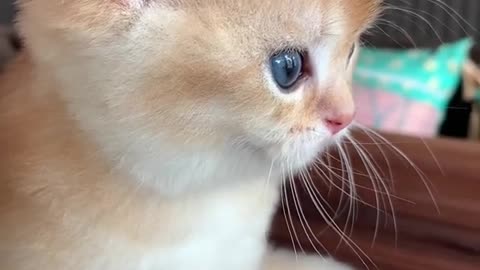 Lovely and Cute CAT Videos