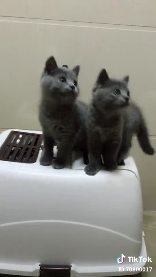 Raving cat couple! Very funny!