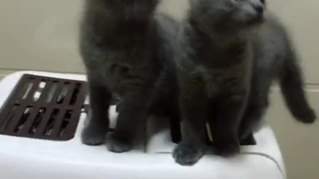 Raving cat couple! Very funny!