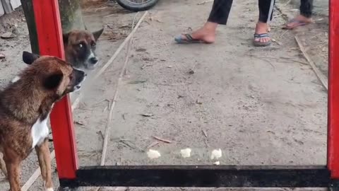 Most Funny Dog Video | Funny Dog Mirror Pranks #funnydogvideo #dogpranks #funnydog