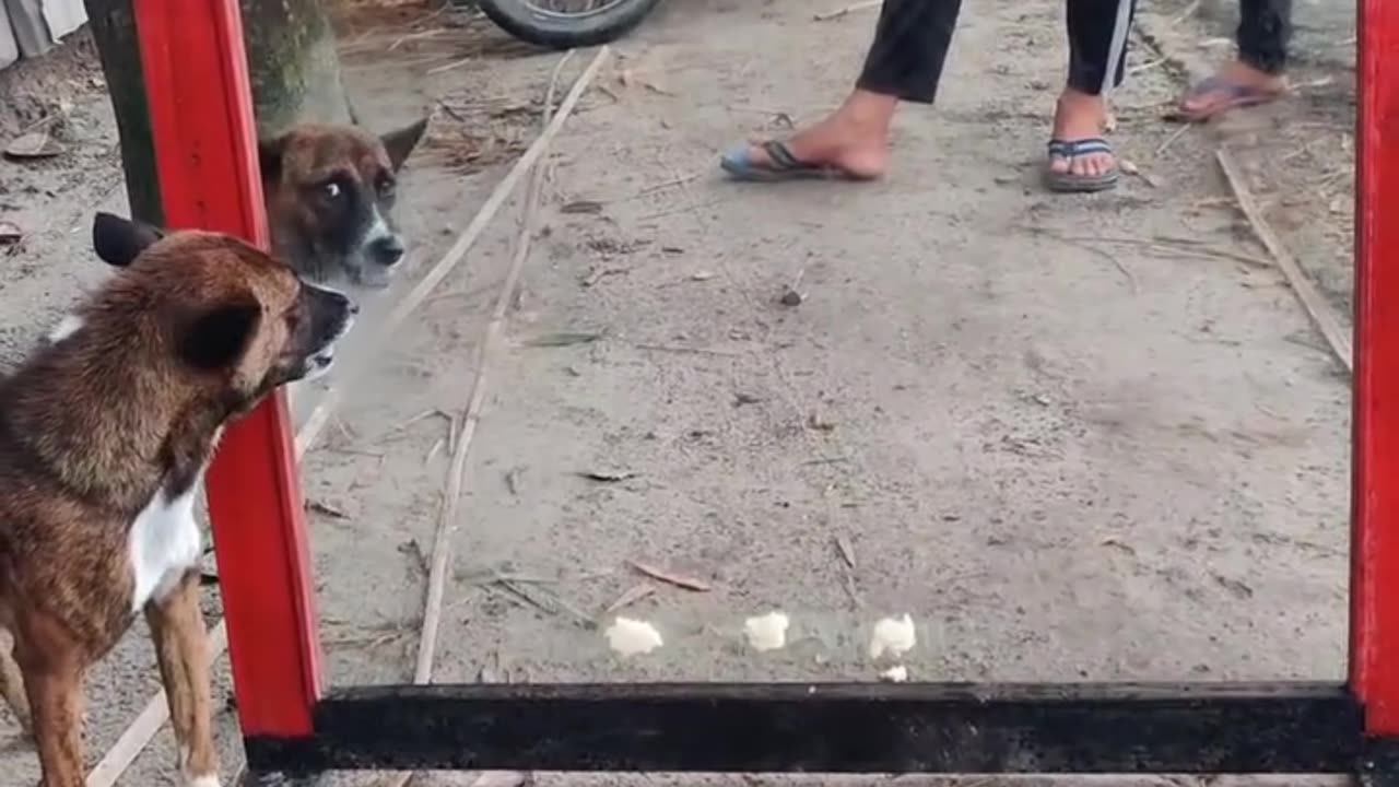 Most Funny Dog Video | Funny Dog Mirror Pranks #funnydogvideo #dogpranks #funnydog