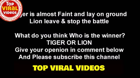 Tiger Vs Lion Fight