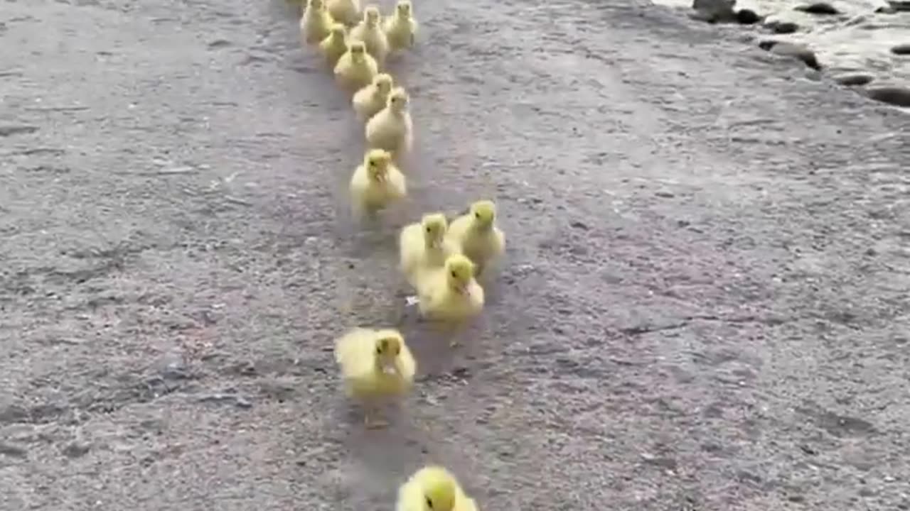 Amazing Love of Pets and Animals