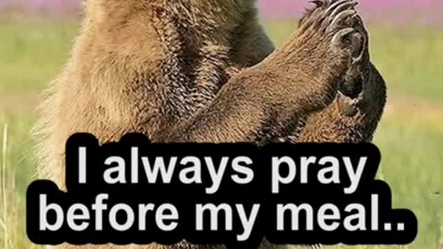 Why Bear is Praying? 😁 | Funny Animals TikTok Videos #Shorts