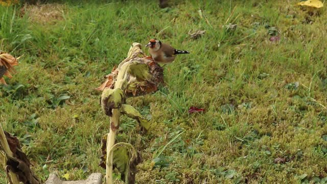 Goldfinch femele eating a Sunflower