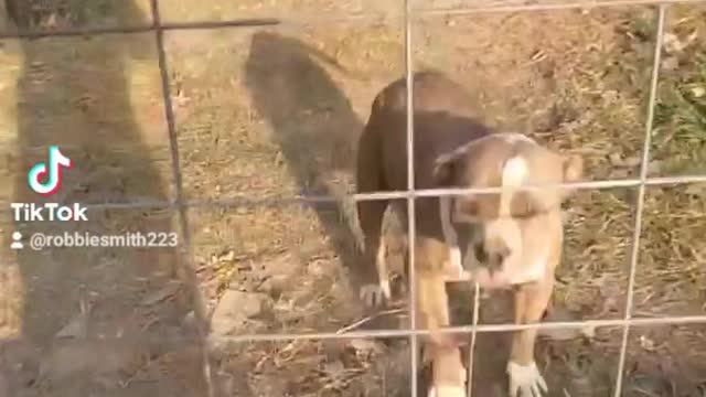 MsuBullyFarm Aliendawgs Bloodline 97924oo744