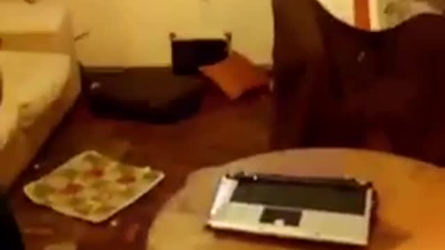 Guy in red striped shirt kicks laptop, breaks in half