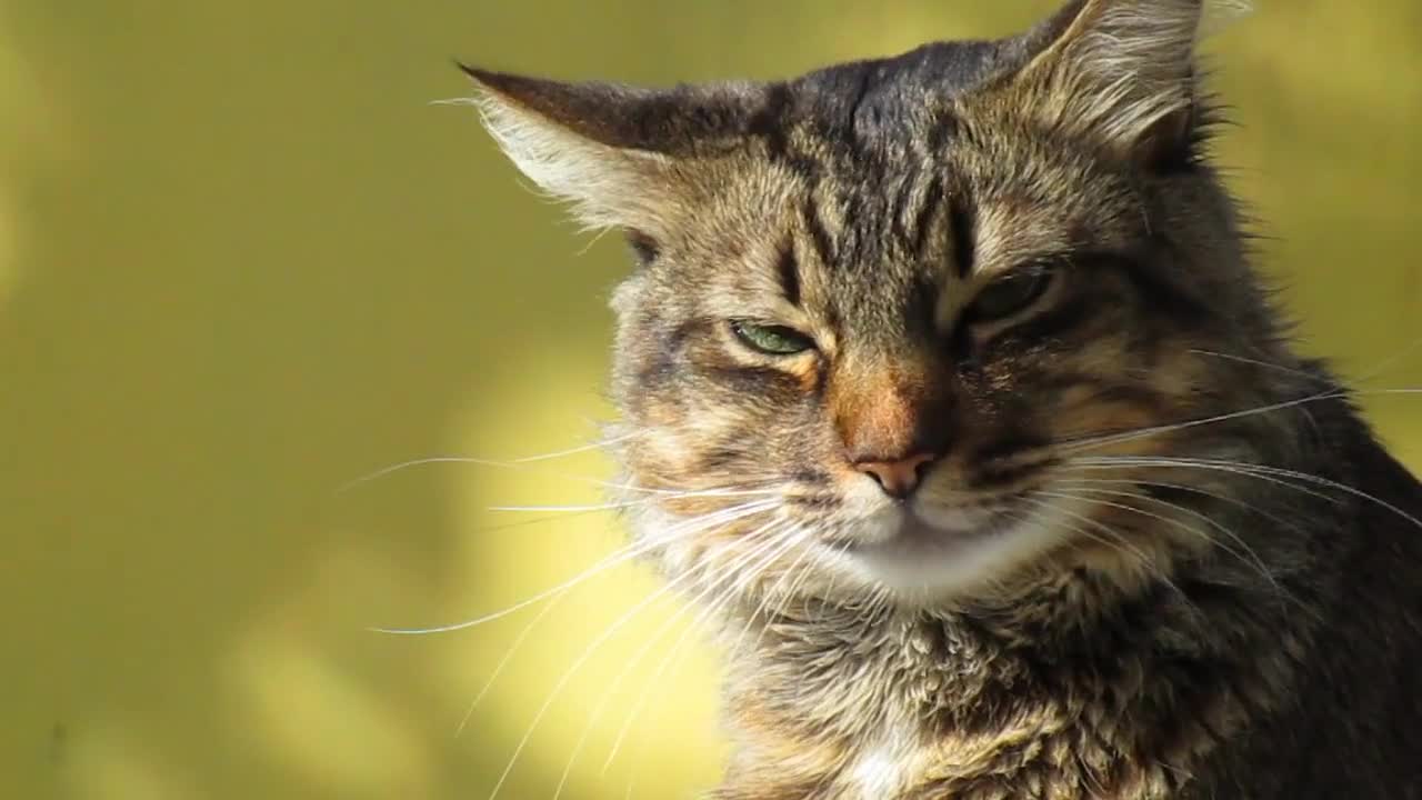 Video of a Tabby Cat - So Funny