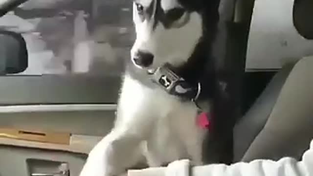 Funny Dog Siberian Husky Caught while Driving