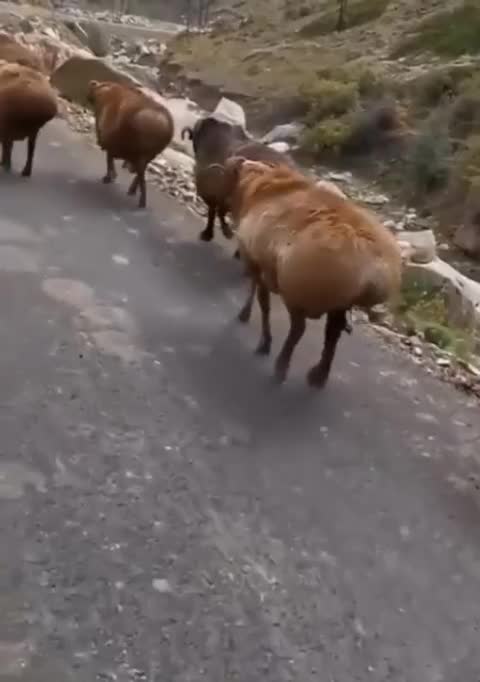 sheep playing in the way