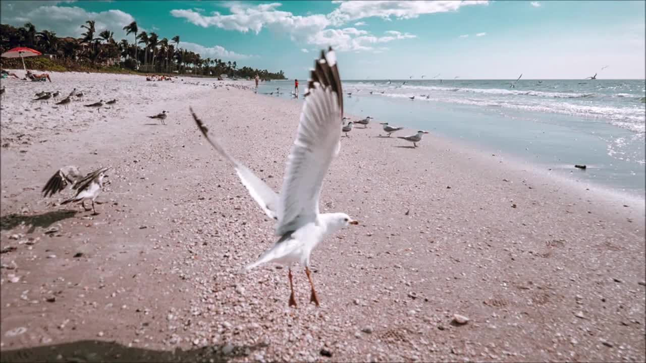 seagull sound effect