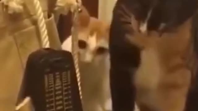 cute cat, funny animal , funny cats