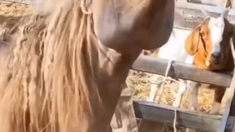 Whether a horse's fart stinks or not, you can tell by the look on this pony's face