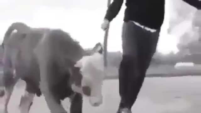 Beautiful and fun video