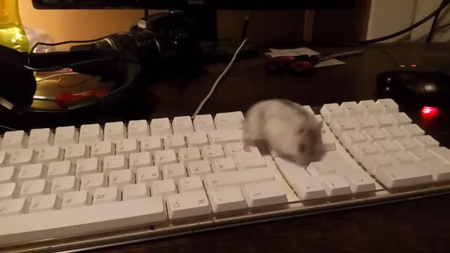Hamster on a keyboard