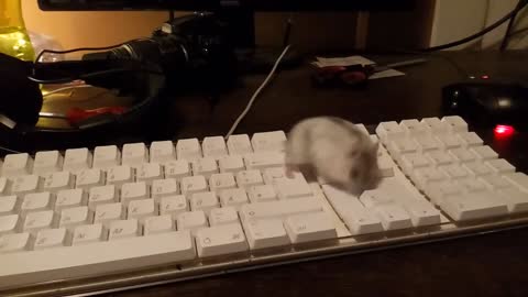 Hamster on a keyboard