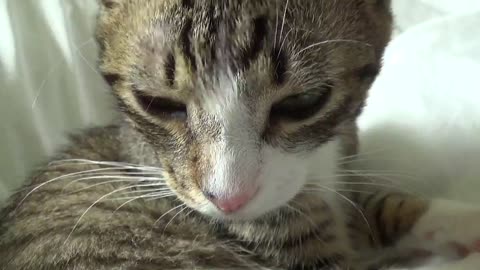 Adorable Baby Cat Yawns and Suddenly Becomes Attentive