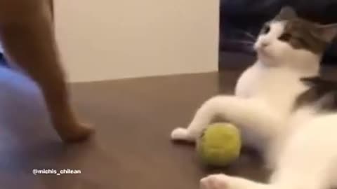 Funniest cat and dog Video