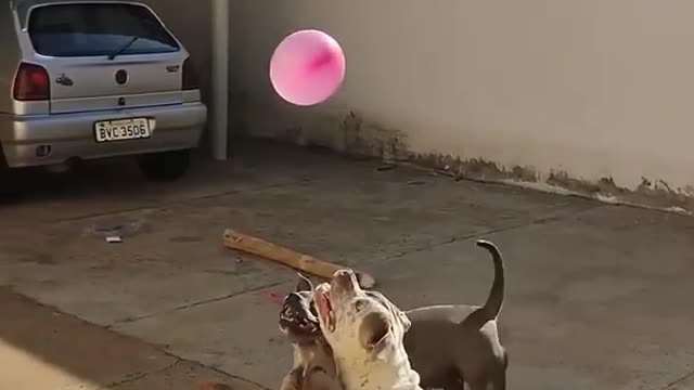 Dogs experiencing the fun of playing with a baloon