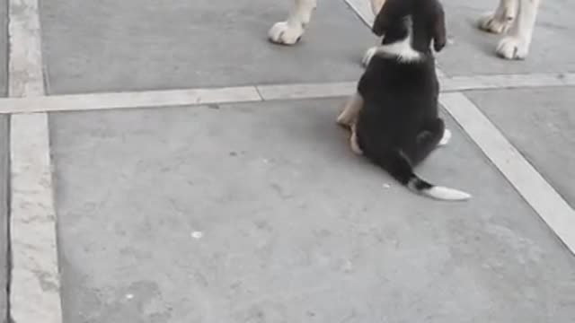 Wow dogy