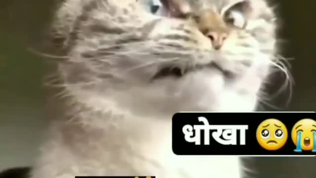 Cat busted with Dog