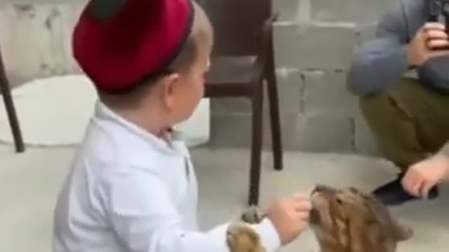 Cute and Funny Cats