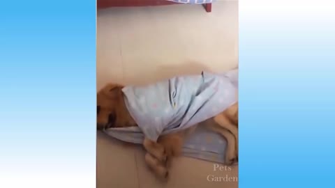 🤣 Funniest 😻 Cats and 🐶 Dogs - Awesome Funny Pet Animals' Life Videos 😇