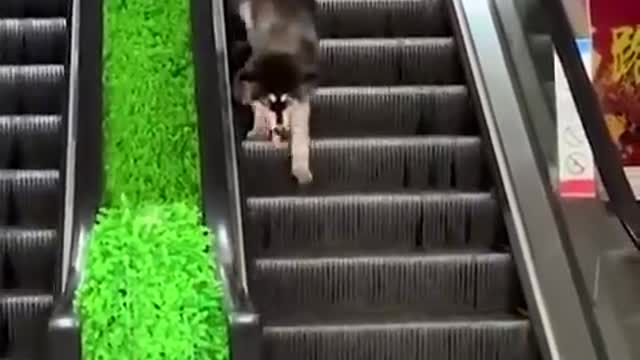 cate and dog best funny video