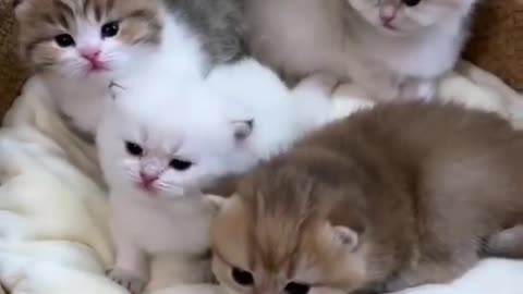 Trending cute cats