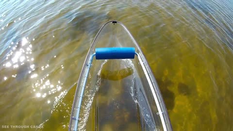 This Squeaky Dolphin Always Either Seems Happy to See Me, or the See Through Canoe