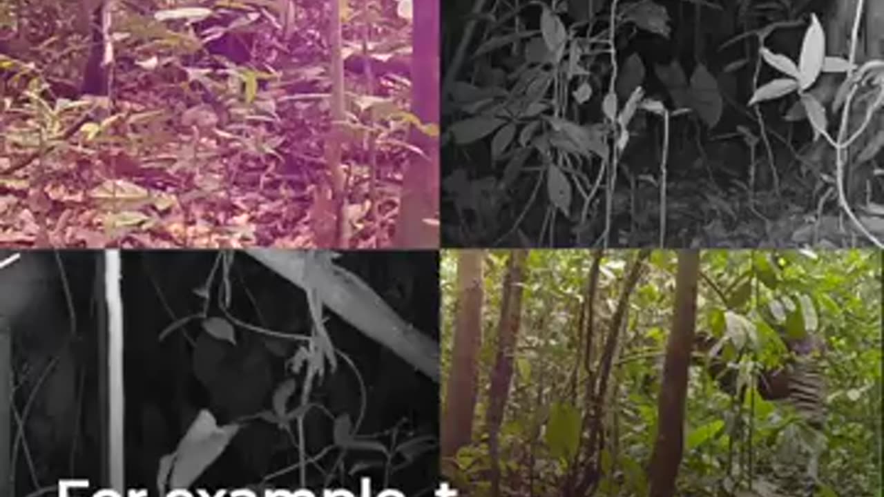 Okapi Wildlife Reserve - Camera traps reveal valuable data about wildlife