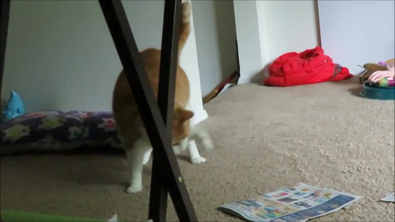 Cat has strange obsession with newspaper