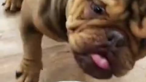 And let's dance #dog # animals # pet # shorts