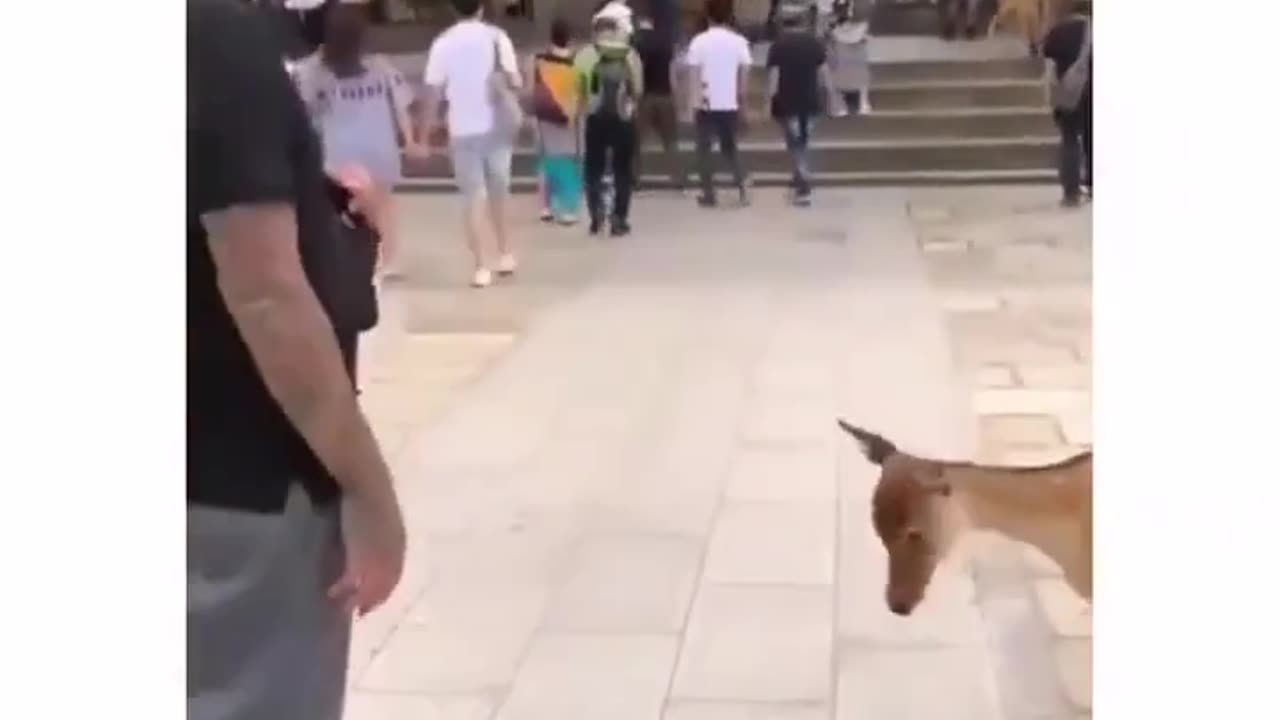 Well mannered pets are the best