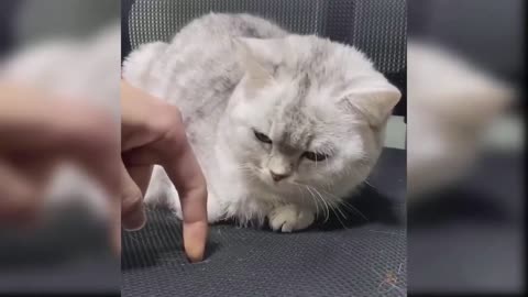 Happy animals