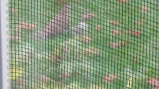 Hilarious hawk kept dropping his fat squirrel kill