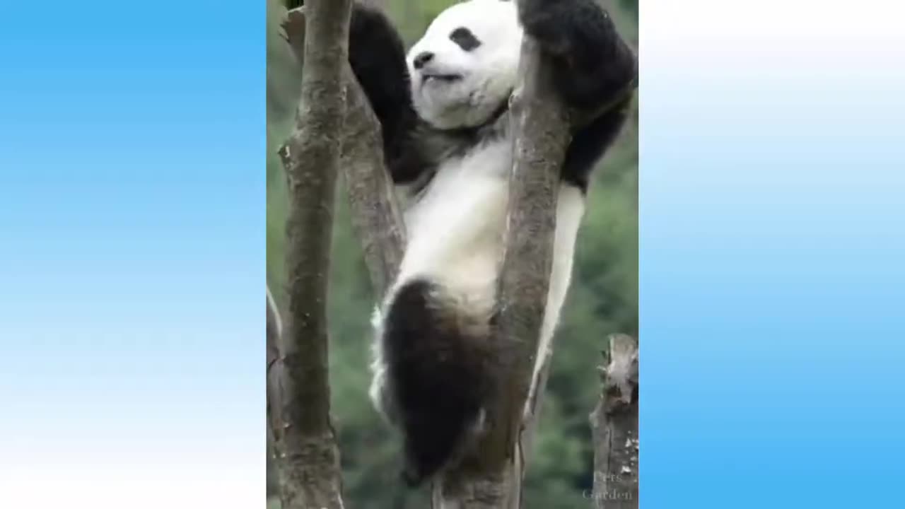 Animals funny videos