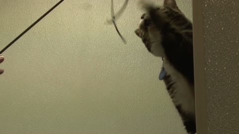 Cat Playing with String Cat Toy